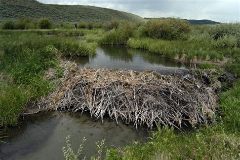 Dique construído por castores | Beaver, Beaver dam, Wildlife conservation society