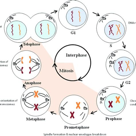 Meiosis Interphase