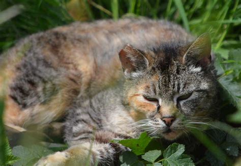 Old Calico Tabby