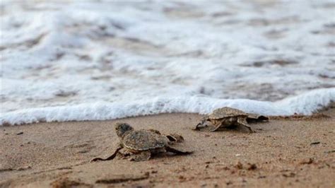 Four including two women drown at Karachi's Turtle, Seaview beaches