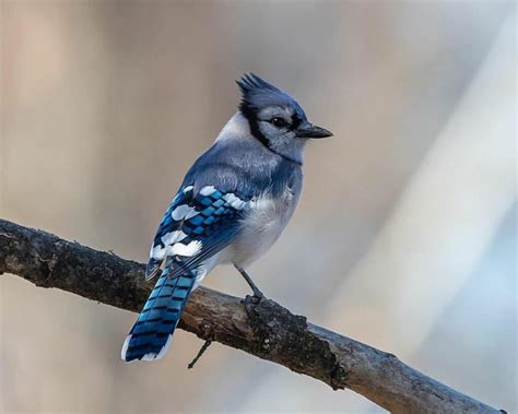 What Does A Blue Jays Egg Look Like? (Interesting Facts)