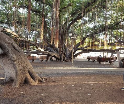 Visit The Largest Banyan Tree In Hawaii At This Park