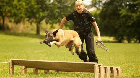 South Wales Police dog school: Training the canine cops - BBC News