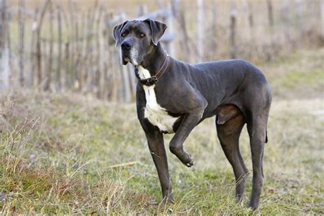 Meet the Sweet-Natured Great Dane | Dane puppies, Great dane dogs, Dog ...