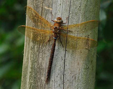 Brown Hawker - British Dragonfly Society