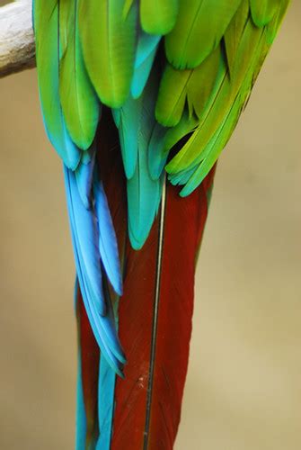 parrot tail | Flickr - Photo Sharing!