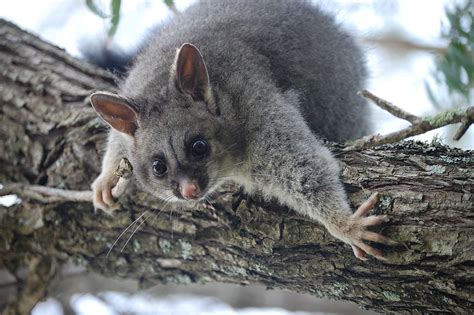 WESTERN AUSTRALIA RINGTAIL POSSUM SURVEY