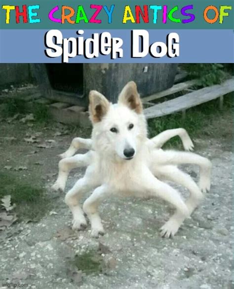 Yes, the new Super Hero Spider Dog - Imgflip