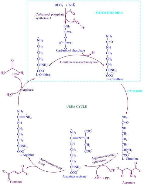 Urea Cycle- Definition, Reactions, and Steps