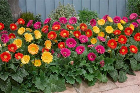 Hardy gerbera, from Blooming Direct | Plants, Gerber daisy garden, Gerbera