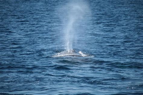 Tripadvisor | "Whale paradise * Zamami Island" observation d'une baleine d'une demi-journée ...