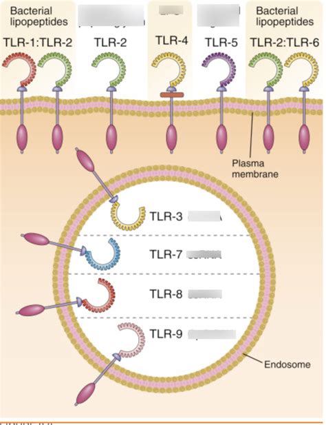 Innate Immunity Receptors Diagram | Quizlet