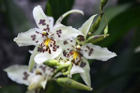 J-TWO-O: Orchidelirium at the New York Botanical Garden