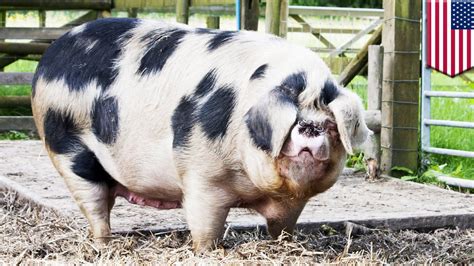 Giant pig caught on tape swaggering through Alabama neighborhood - TomoNews - YouTube