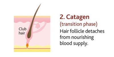 The life cycle of your hair-Hair changes at different stages