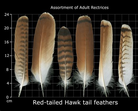 The Feather Atlas - Feather Identification and Scans - U.S. Fish and ...