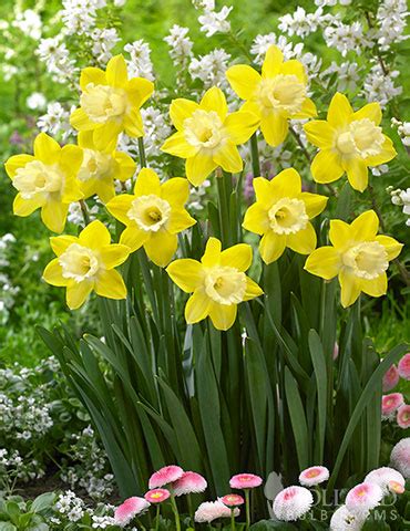 Teal Trumpet Daffodil | Holland Bulb Farms | 82123