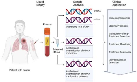 IJMS | Free Full-Text | Using cfDNA and ctDNA as Oncologic Markers: A ...