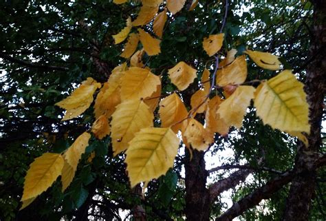 Autumn river birch | Plant leaves, River birch, Plants