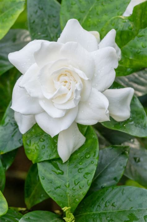 Top 10 Fragrant Flowers For a Heavenly Smelling Garden