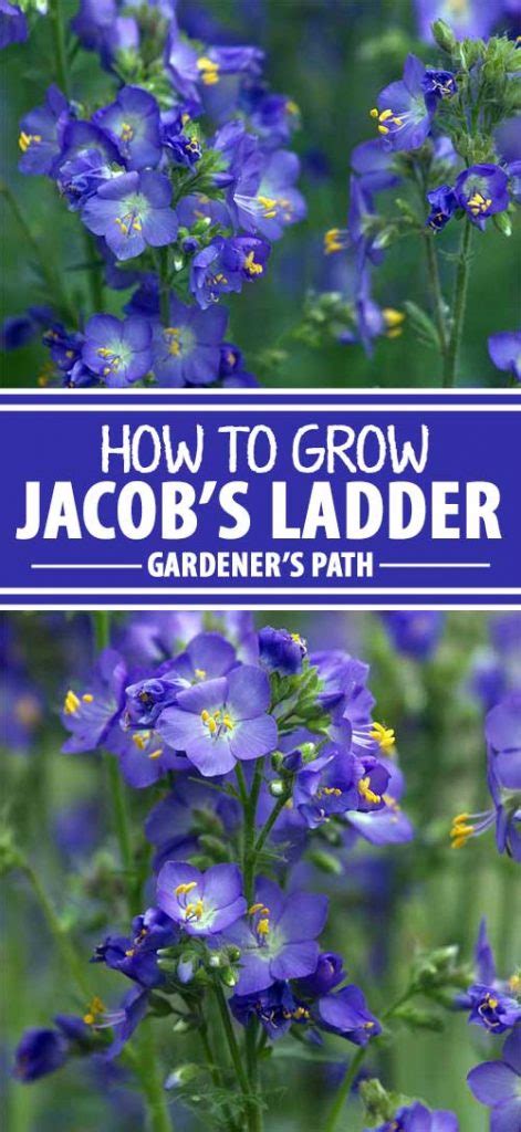 How to Grow Jacob’s Ladder | Gardener’s Path