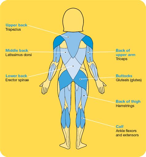 The Different Muscle Groups | Cancer Council NSW