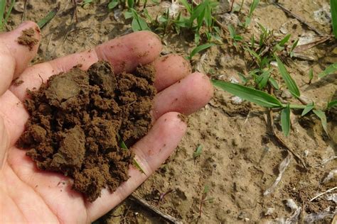 How to Make a Worm Pile for Organic Compost - Dengarden