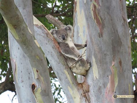 Koala Gardens - Humane Society International (HSI)