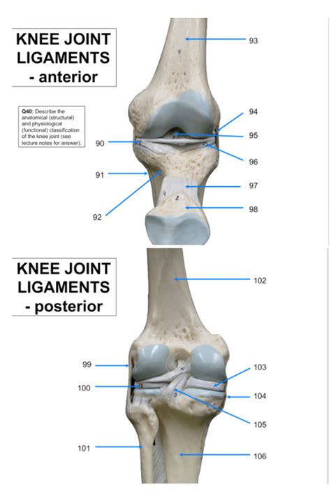 KNEE JOINT LIGAMENTS Diagram | Quizlet