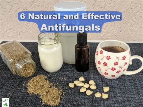 7 Most Effective Natural Antifungals (and how to use them) | Healthy Home