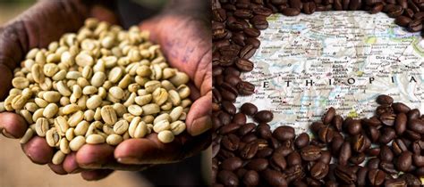 The Best Ethiopian Coffee | Our Top 5 Revealed