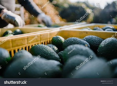 27,359 Harvest avocado Images, Stock Photos & Vectors | Shutterstock