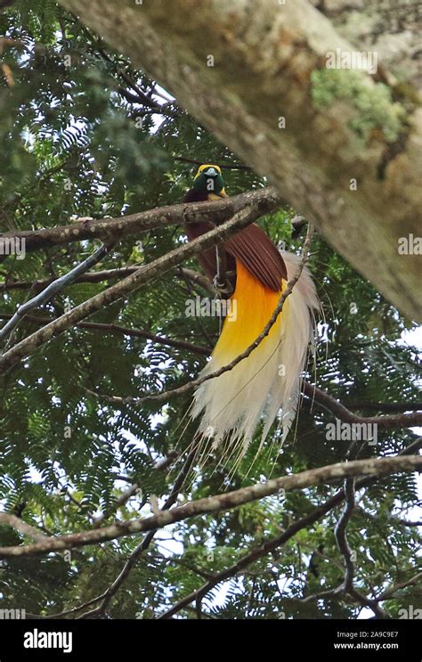 Papua New Guinea Bird Of Paradise Stock Photos & Papua New Guinea Bird ...