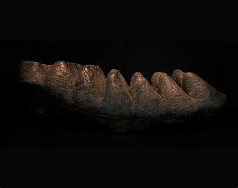 Complete Upper Stegodon Molar — Still Life Fossils