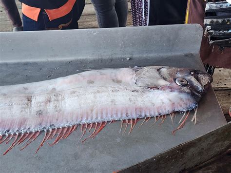 Unraveling the Mystery of the Oarfish Discovery Near Adang Island | Thaiger