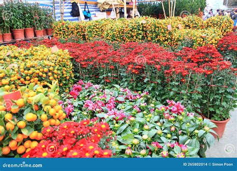 Beautiful Flowers Blossoming in a Chinese New Year Flower Market, Hong Kong Stock Photo - Image ...