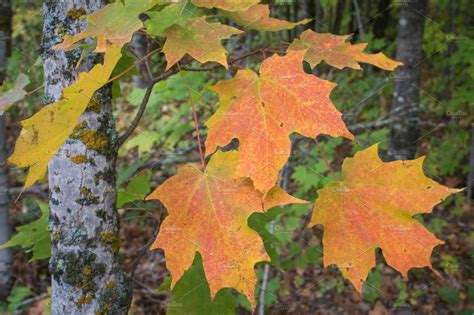 Early Fall Sugar Maple Leaves | Nature Stock Photos ~ Creative Market