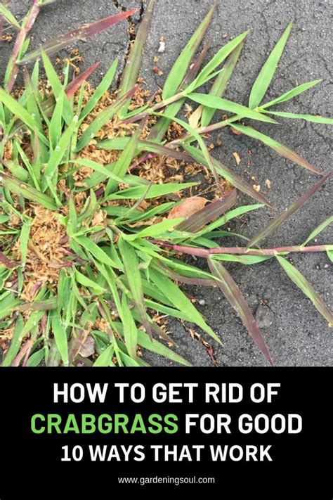 How To Get Rid Of Crabgrass For Good – 10 Ways That Work