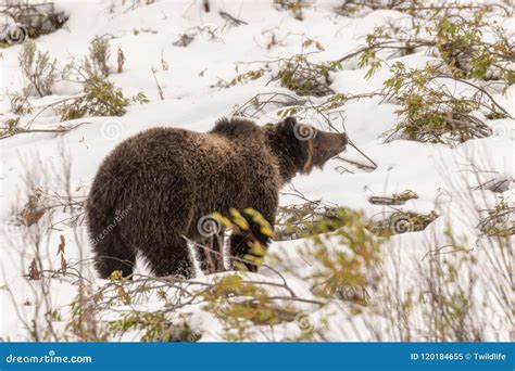 Grizzly Bear in Snow in Autumn Stock Image - Image of snow, animal ...