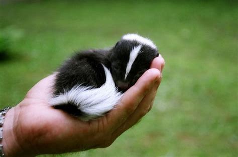 Baby skunk is sleeping - Teh Cute