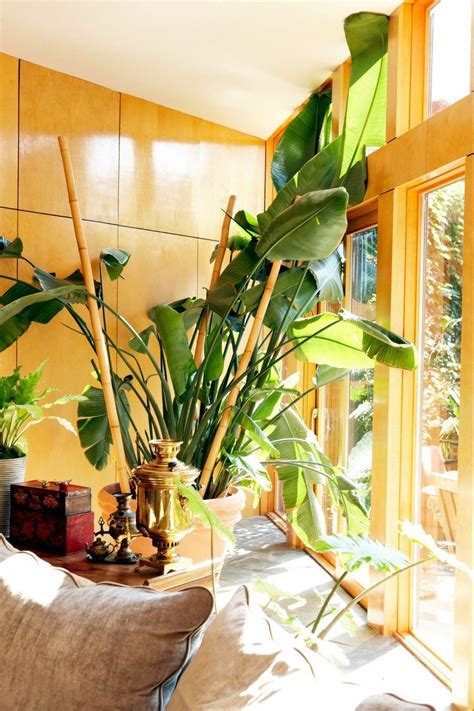 How to Grow and Care for a Banana Plant Indoors — Better Homes ...