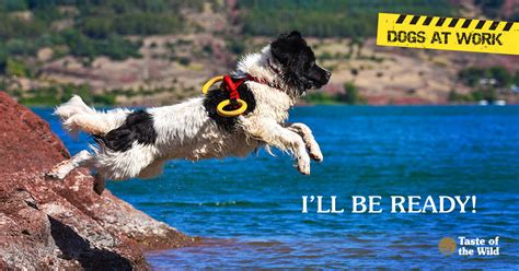 Water Rescue Dogs: The Lifesaving Heroes of the Sea