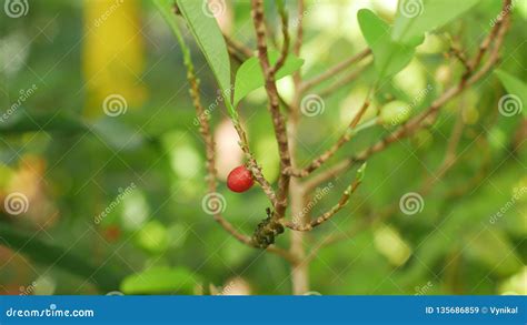 Erythroxylum Coca, Coca Bush in a Flowerpot in a Tropical Greenhouse, Science Research, Plant ...