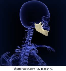 Human Mandible Bone Anatomy Medical Illustration3d Stock Illustration ...