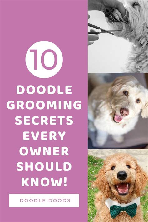 10 diy dog grooming tips for grooming at home – Artofit