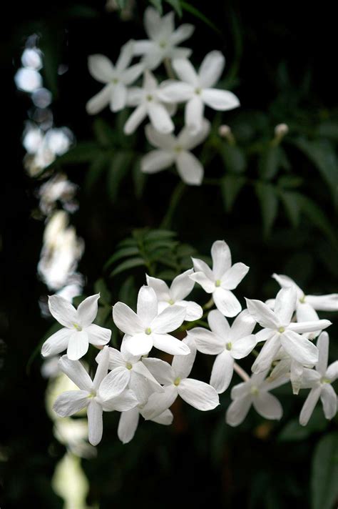 How to Plant and Grow Jasmine