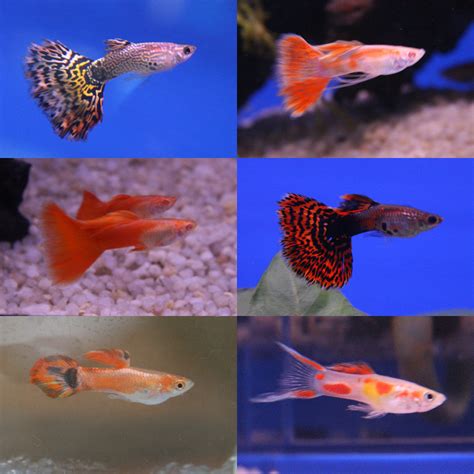 Guppy Fish - The Care, Feeding and Breeding of Guppies - Aquarium Tidings