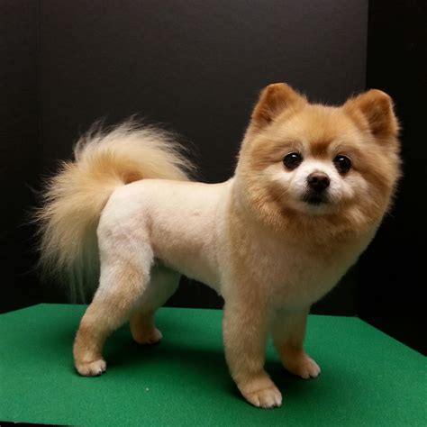 Pomeranian haircut, pom trim, lion trim, lion cut | Dog grooming by Kristen | Pinterest ...