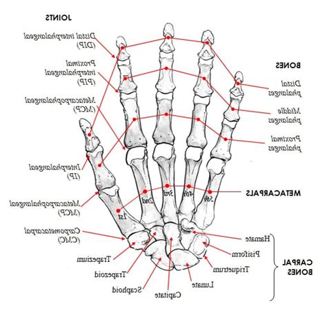 Drab Hand Anatomy Bones Free Photos - Www