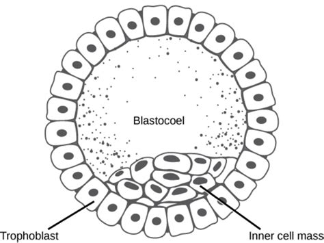 Ciclo Vital Humano timeline | Timetoast timelines